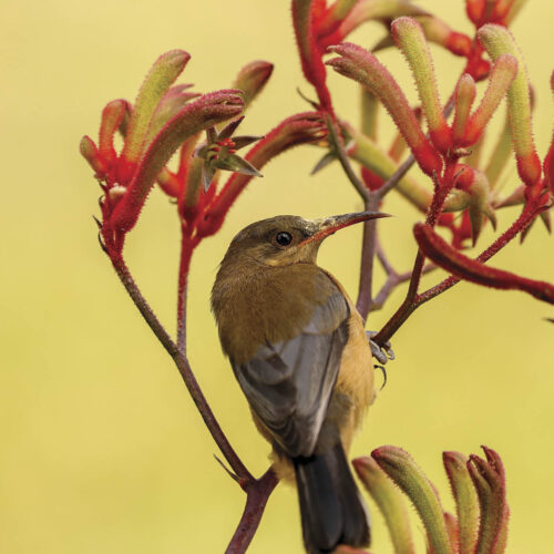 A juvenile eastern spinebill uses its curved beak to access nectar in kangaroo paws.